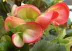 ...fiore ...fiore