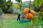 produzione olio d'oliva produzione olio d'oliva