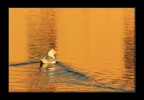 Oro liquido.... Oro liquido....