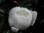 Fiore Fiore