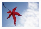 Una foglia nel cielo Una foglia nel cielo