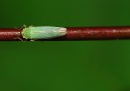 cicadella cicadella