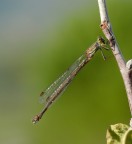 damigella damigella