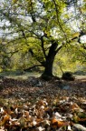 castagno castagno