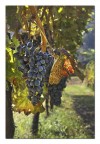 Voglia di vino Voglia di vino