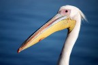 Pellicano, Walvis Bay - Namibia Pellicano, Walvis Bay - Namibia