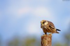 FALCO CUCULO FALCO CUCULO