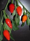 peperoncini peperoncini
