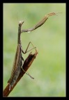 Mantis religiosa