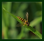 Suggerimenti e critiche sempre ben accetti.
P.S. Stasera sono molto molto gi� di morale.