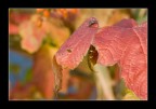 autunno autunno