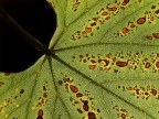 dentro l'Autunno dentro l'Autunno