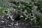 catz&dogz - 1 catz&dogz - 1