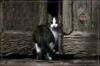 catz&dogz - 4 catz&dogz - 4