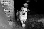 catz&dogz
piccolo set per i randagi dell'umbria