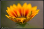 un fiore un fiore