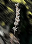 lavanda lavanda