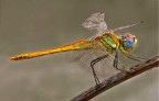 Libellula gialla