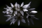 Requiem Per Dieci Bellezze Requiem Per Dieci Bellezze