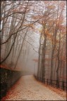 Novembre nel bosco Novembre nel bosco