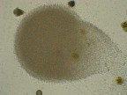 microscopio microscopio
