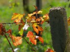 I colori dell'autunno (8) I colori dell'autunno (8)