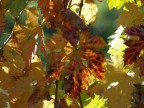 I colori dell'autunno (9) I colori dell'autunno (9)