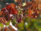 I colori dell'autunno (10) I colori dell'autunno (10)