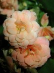 fiore fiore