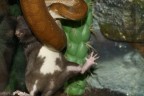Povero topolino Povero topolino