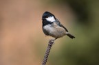 Parus Ater Parus Ater