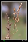 Empusidae Empusidae