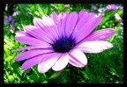 Marguerite Marguerite