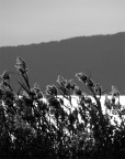 Controluce... Controluce...
