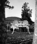 ...il giardino segreto... ...il giardino segreto...