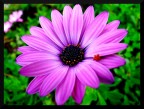 Marguerit Marguerit