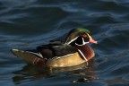Anatra sposa Anatra sposa