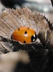 coccinella