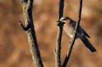 Ghiandaia nella calda luce del tramonto...