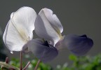 Gemelli Gemelli