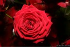 Rosa rossa per te... Rosa rossa per te...