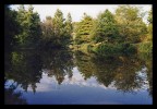 foresta foresta