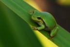 aggrappata aggrappata