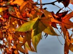 In veste autunnale In veste autunnale