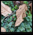 Prima prima esperienza in questo tipo di scatti, non credo si possa parlare di macro ... cmq un modo per iniziare, anche l'ottica che ho utilizzata non propriamente addatta alle macro per insetti (nikkor 35 70 f/2,8).
Accetto commenti e critiche per perfezionarmi ....