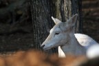 albino