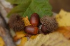 autunno autunno