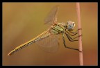 Sympetrum fonscolombii immaturo