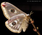 Pavonia Saturnia Pavonia Saturnia