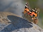 Vanessa Atlanta Vanessa Atlanta